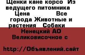 Щенки кане корсо! Из ведущего питомника! › Цена ­ 60 000 - Все города Животные и растения » Собаки   . Ненецкий АО,Великовисочное с.